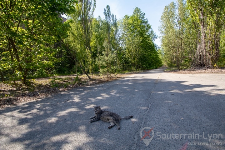 Les animaux de Tchernobyl prospèrent